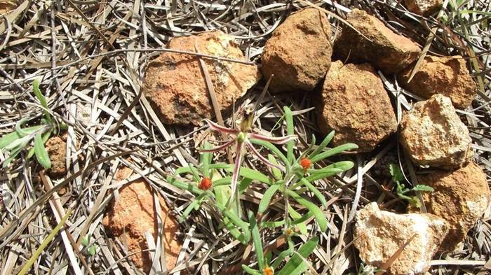 Chiloglottis formicifera Ant  Orchid 002.JPG